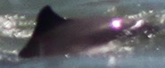 Missing Picture